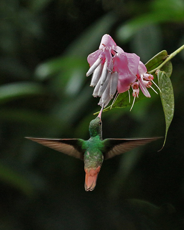 057 Rufus-tailed Hummingbird 70D8736