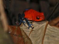 042 Blue Jean Poison Dart Frog 70D8710
