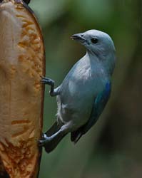 045 Blue-gray Tanager 70D8470