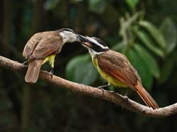 047 Great Kiskadee feeding Juvenile 70D8764