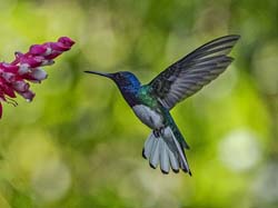 048 White-necked Jacobin 70D8549