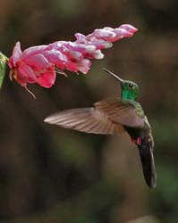 050 Bronze-tailed Plumeleteer 70D8661