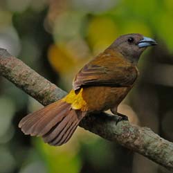 053 Female Passerini's Tanager 70D8559
