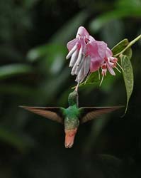 057 Rufus-tailed Hummingbird 70D8736