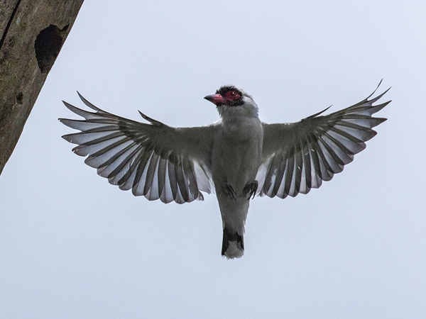 060 Masked Tityra 70D9433