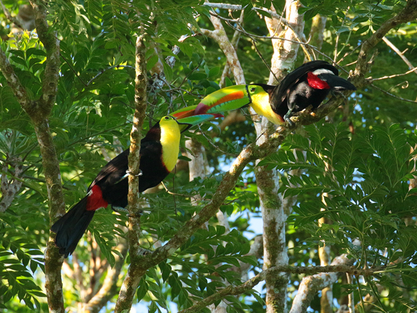 073 Keel-billed Toucans 70D9044