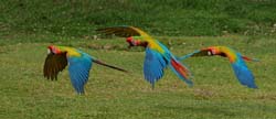 061 Great Green Macaws 70D9209