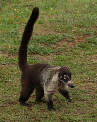 063 Coati 70D9561