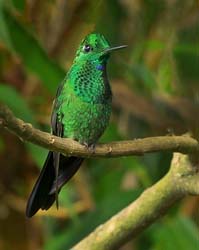 072 Green-crowned Brilliant 70D9625