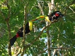 073 Keel-billed Toucans 70D9044