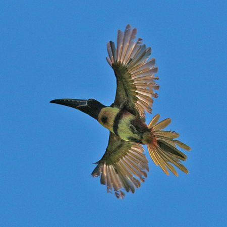 083 Collared Aracari 70D8976