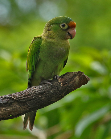 087 Orange-fronted Parakeet 70D9628