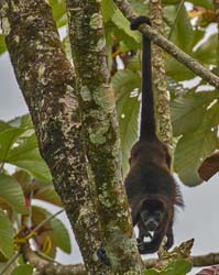 085 Howler Monkey 80D0001