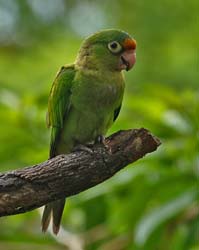 087 Orange-fronted Parakeet 70D9628