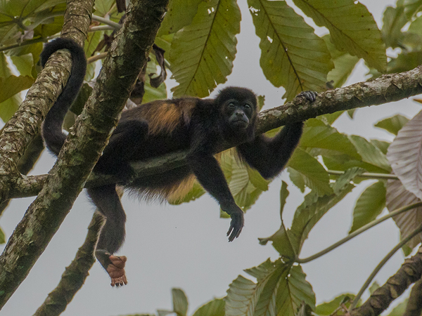 104 Howler Monkey 80D0018