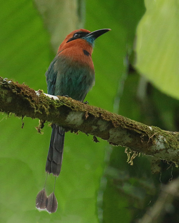 105 Rufous Motmot 70D9947