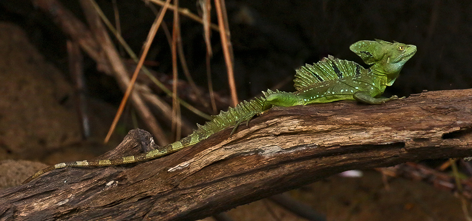 108 Basilisk Lizard 80D0097