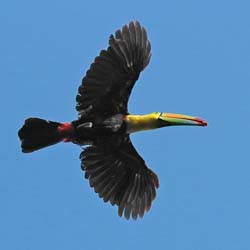 103 Keel Billed Toucan 70D9892