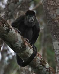 107 Howler Monkey 70D9971