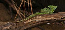 108 Basilisk Lizard 80D0097