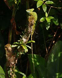 117 Basilisk Lizard 80D0153