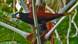 118 Montezuma Oropendola 70D9799
