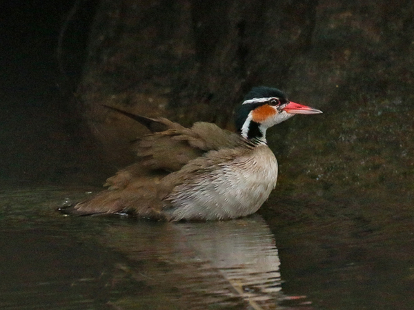 119 Sungrebe 80D0497