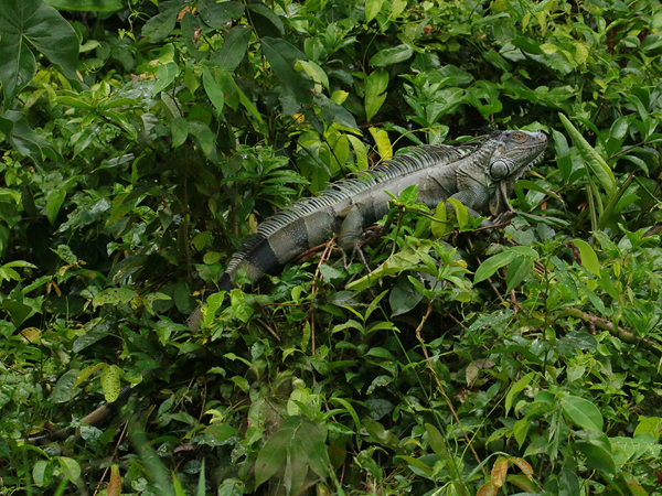 131 Iguana 80D0324