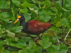 133 Northern Jacana 80D0284