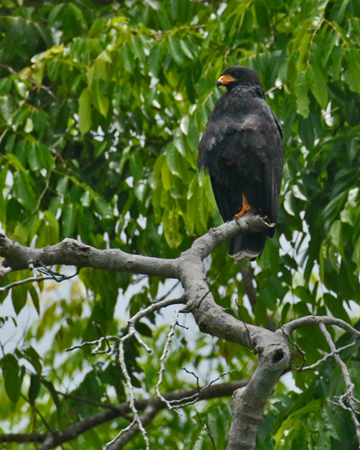 145 Common Black-Hawk 80D0604