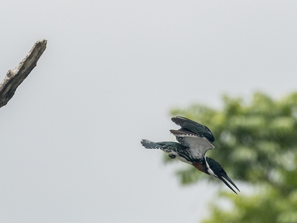146 Belted Kingfisher 80D0616