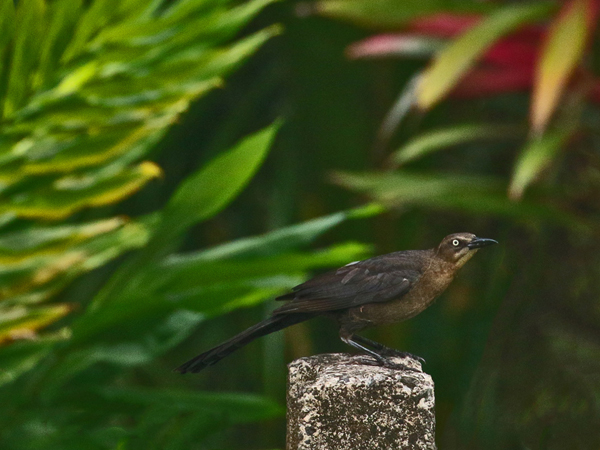 147 Female Great-tailed Grackle 80D0549