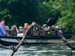 139 Male Anhinga with Friends 80D0175