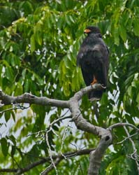 145 Common Black-Hawk 80D0604