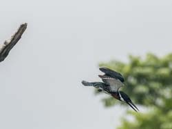 146 Belted Kingfisher 80D0616