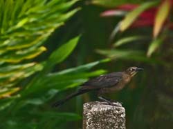 147 Female Great-tailed Grackle 80D0549