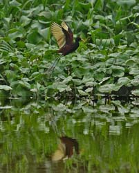 150 Northern Jacana 80D0340
