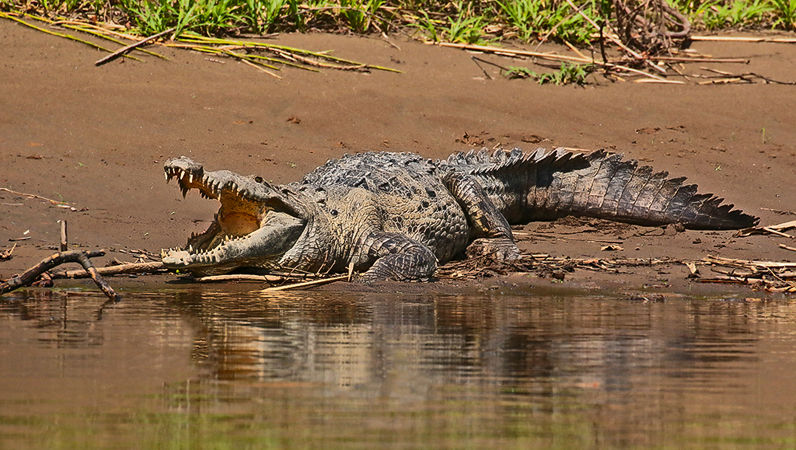 157 Caiman 80D0907