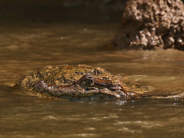 163 Caiman 80D0900