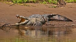 157 Caiman 80D0907