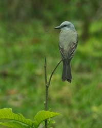 168 Flycatcher 80D0938