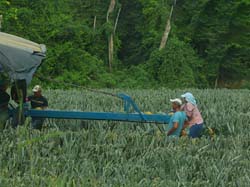 170 Harvesting Pinapples 80D0957