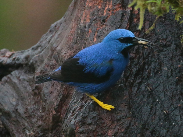 186 Male Shining Honeycreeper 80D1017