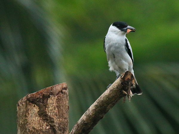 192 Black-crowned Titya 80D1177