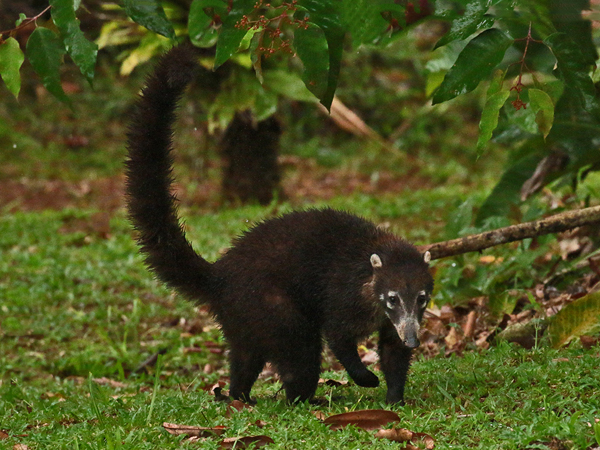 197 Coati 80D1499