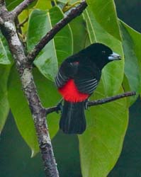 183 Male Passerini's Tanager 80D0991