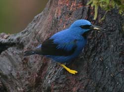186 Male Shining Honeycreeper 80D1017