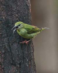189 Red Legged Honeycreeper 80D1120