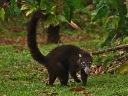 197 Coati 80D1499
