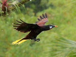 198 Montezuma Oropendola 80D1526